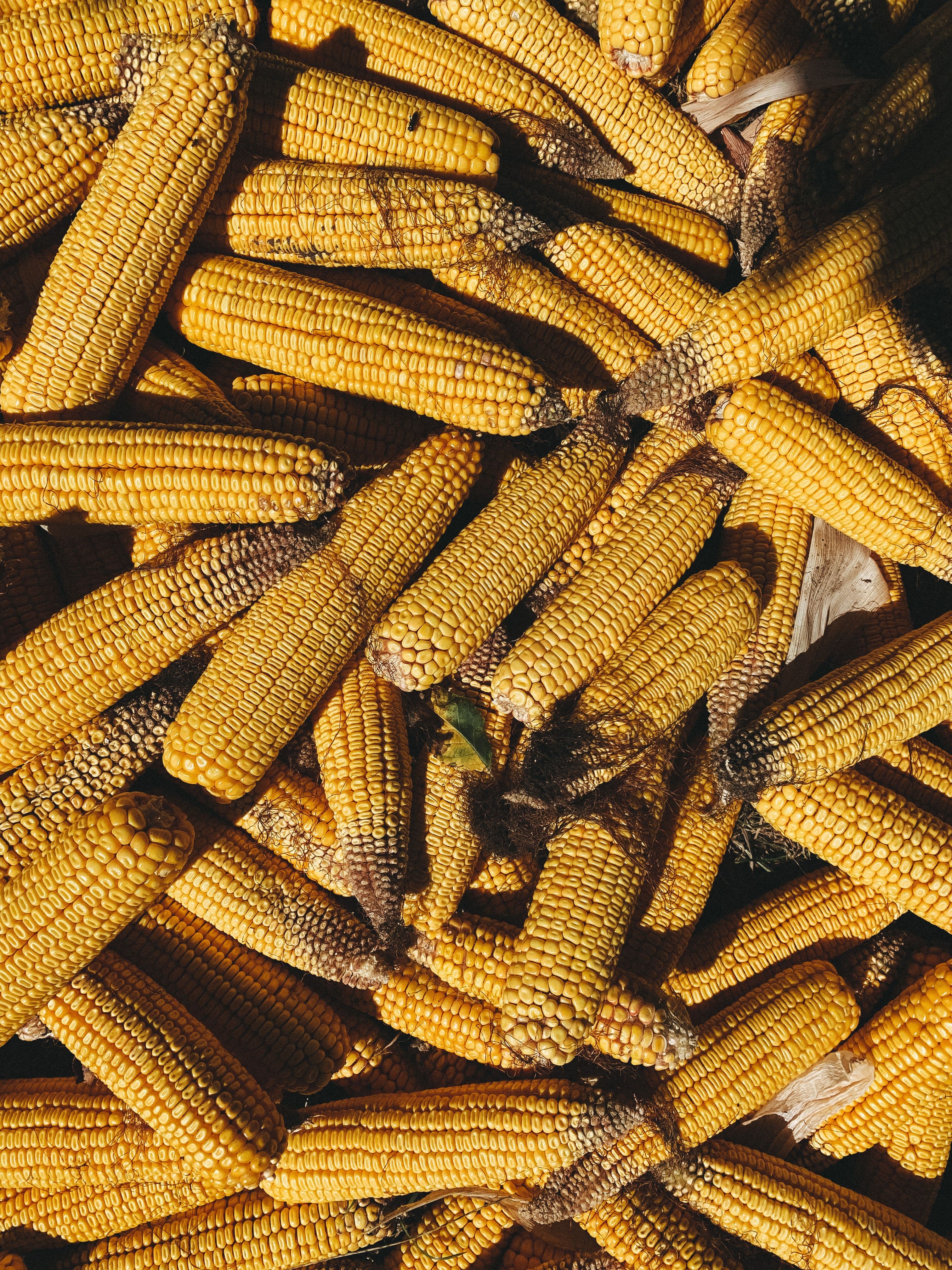 Computer Vision and Edge Computing for Real-Time Pest Detection in Maize