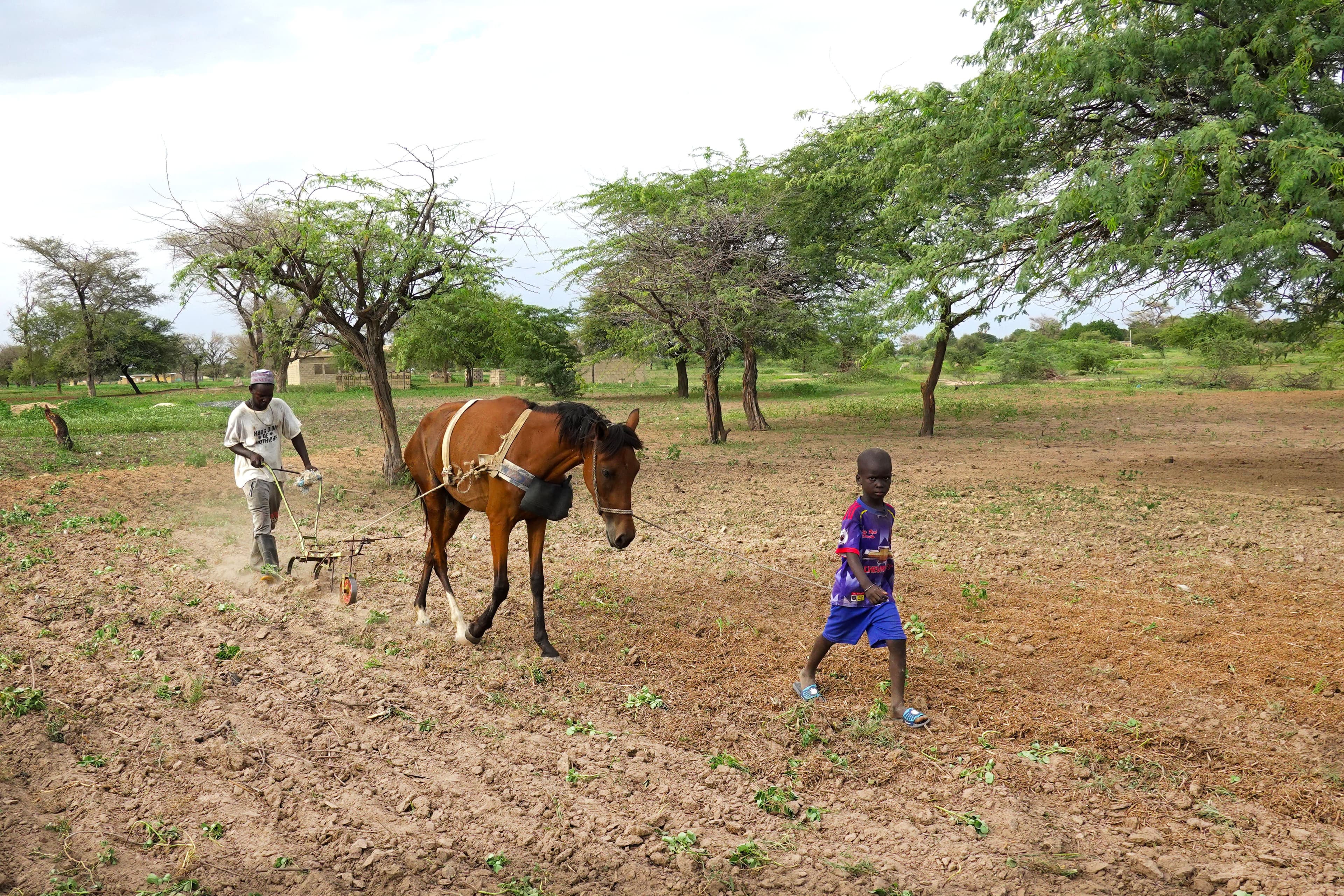 Enhancing Food Security in Tanzania by Evaluating Climate-Smart Practices and Innovative Funding Mechanisms.